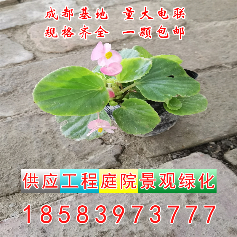 四季开花海棠玻璃翠丽格海棠带花苞发货庭院阳台室内盆栽净化空气