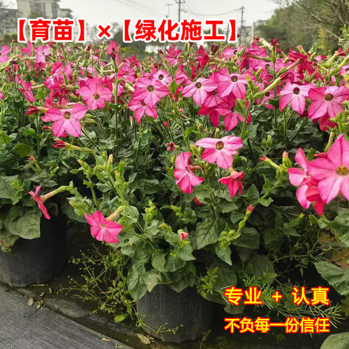 花烟草苗盆栽成都发货基地直供工程绿化阳台花卉好养易活好种植 - 图0