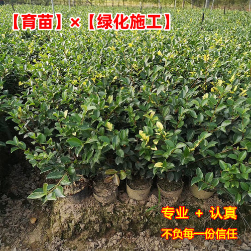 成都茶梅花树苗茶梅球高杆茶梅造型茶梅别墅庭院大型耐风景树盆栽 - 图0