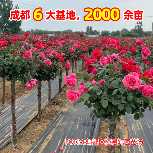 月季蔷薇花苗藤本月季树状月季特大花黄木香爬藤植物多季开花卉 - 图0