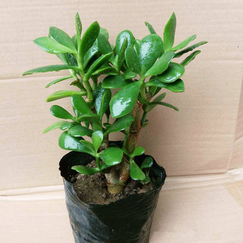 金枝玉叶大玉树室内盆栽 景天 多肉植物燕子掌 客厅绿植花卉盆景 - 图2