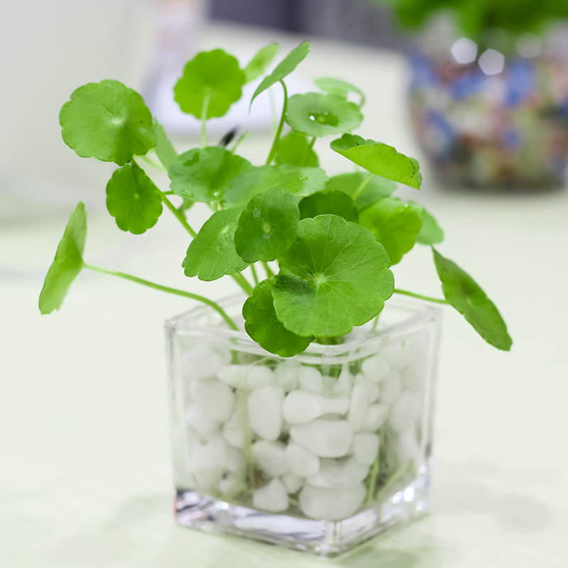 铜钱草室内盆栽花卉绿植套餐盆景防辐射绿萝吊兰净化空气水培植物