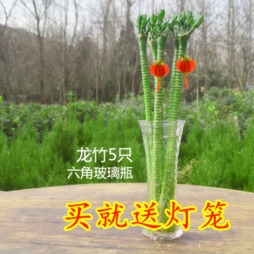 室内水养植物 金边富贵竹水培盆栽转运竹 紫竹 龙竹 紫色朱蕉绿植 - 图2