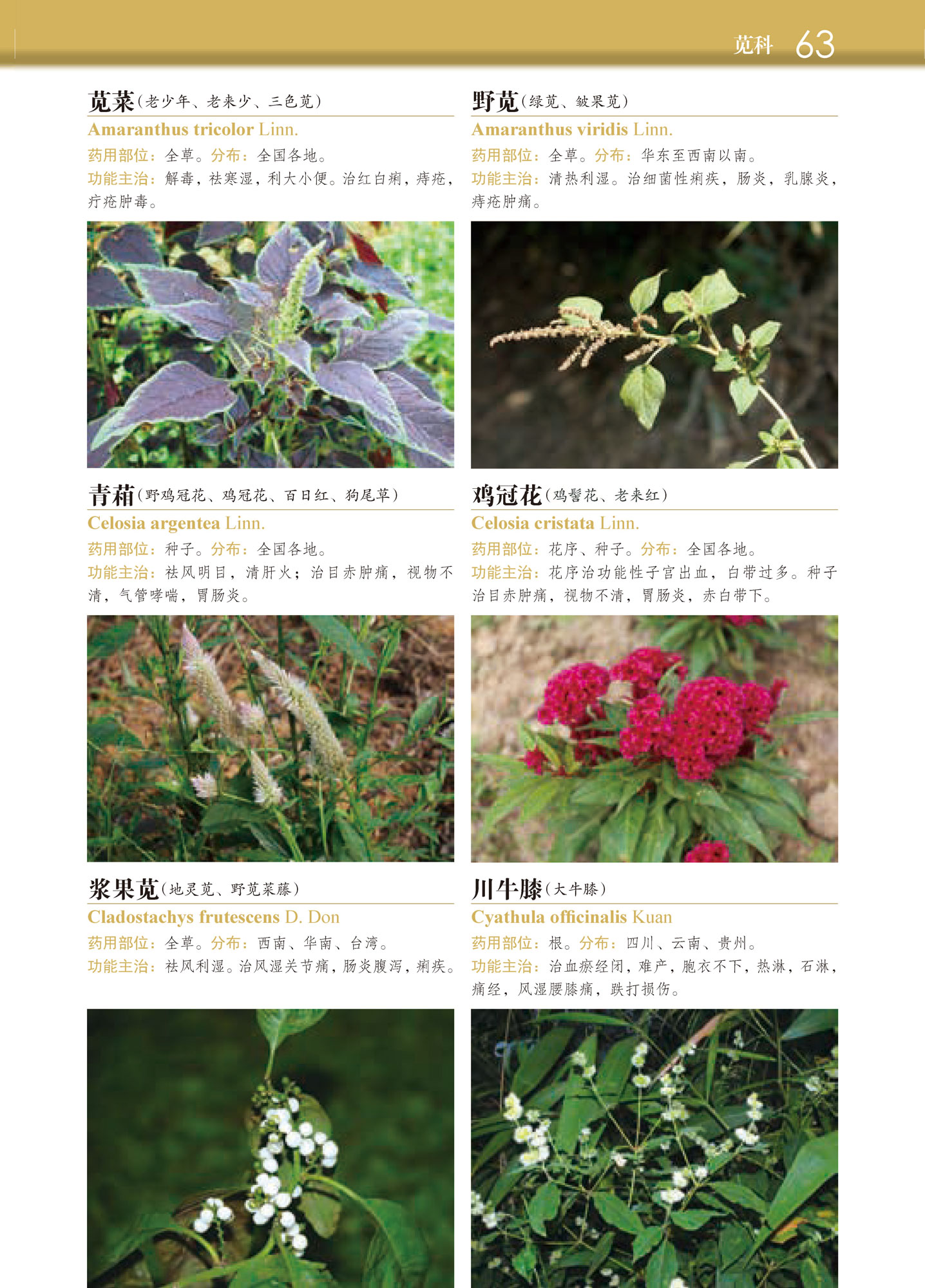 正版 常用中草药图谱2700种 中草药鉴别辨别方法中草药名称 中草药鉴别辨别方法 中草药品种种类分类形态形 中草药野外识别手书籍