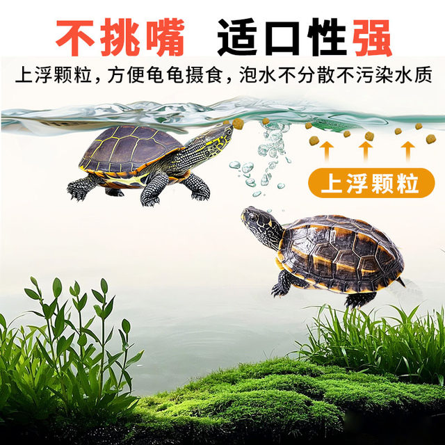 ເຕົ່າອາຫານຫຍ້າເຕົ່າ Brazilian Turtle ປາ Jule ສີຜົມ