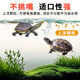ເຕົ່າອາຫານຫຍ້າເຕົ່າ Brazilian Turtle ປາ Jule ສີຜົມ
