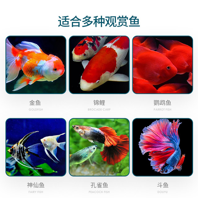 Koi ແລະປາທອງເປັນອາຫານເມັດທີ່ມີທາດໂປຼຕີນສູງທົ່ວໄປ
