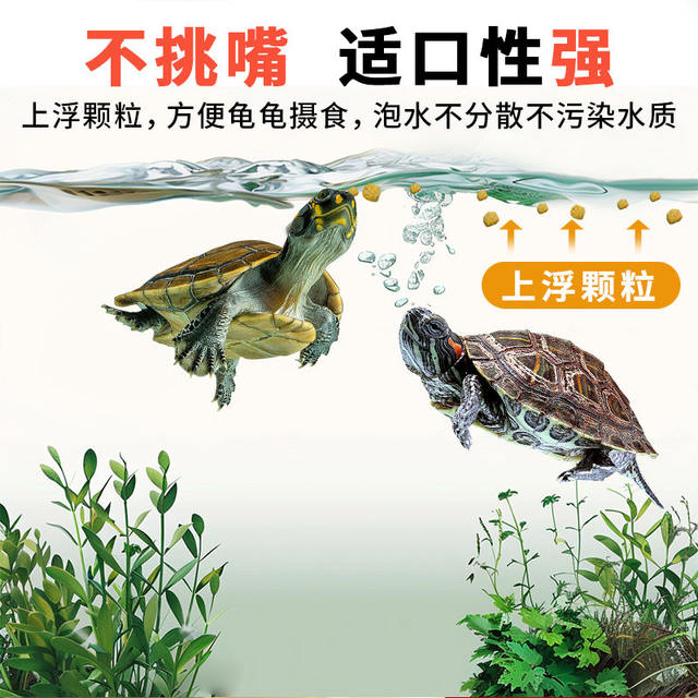 ເຕົ່າອາຫານເຕົ່າ ເຕົ່າບຣາຊິນ ເຕົ່າເຫຼືອງ ເຕົ່າແຂບ ເຕົ່າທົ່ວໄປ