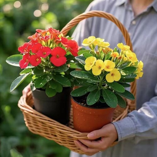 铁海棠虎刺梅盆栽老桩大叶大花阳台室内花卉桌面绿植物四季好养活 - 图0