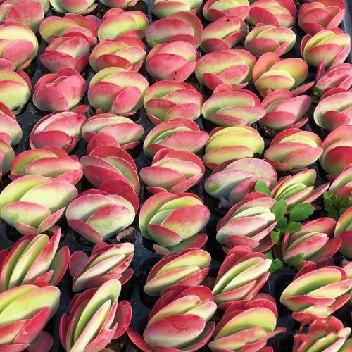 多头包红多肉唐印大颗植物四季好养室内阳台办公室盆栽 - 图0