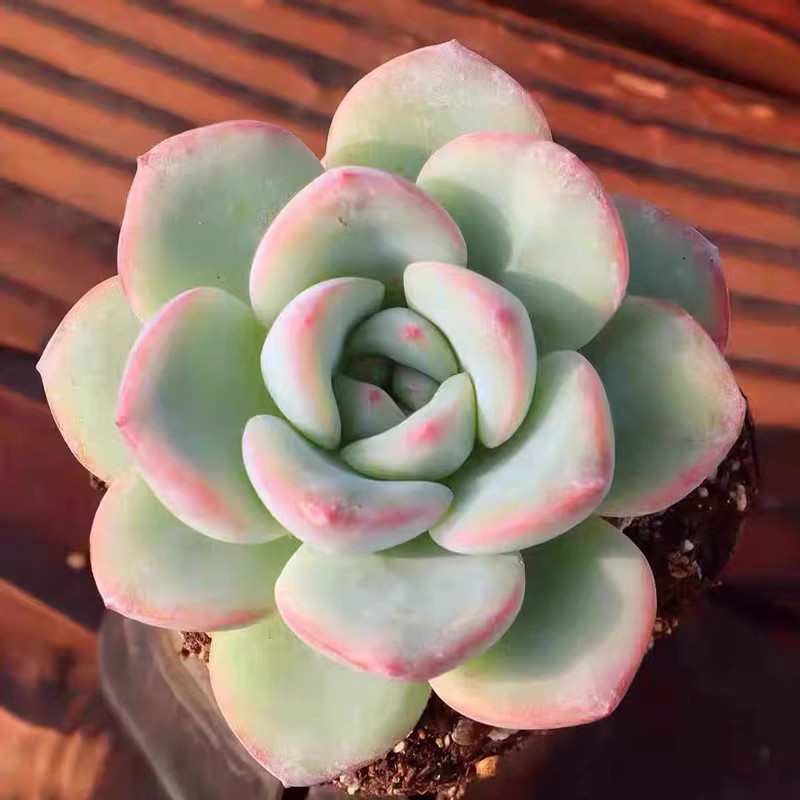 莓泡芙 轰动 多肉植物 肉肉植物 萌肉肉组合盆栽花卉 - 图2