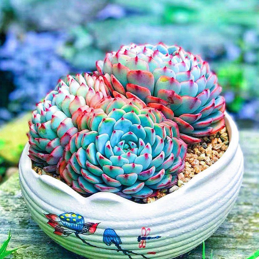 老桩蓝姬莲多头多肉植物蓝豆群生室内办公室桌面盆栽好养活花卉,淘宝优惠券,粉丝福利购,淘宝优惠卷