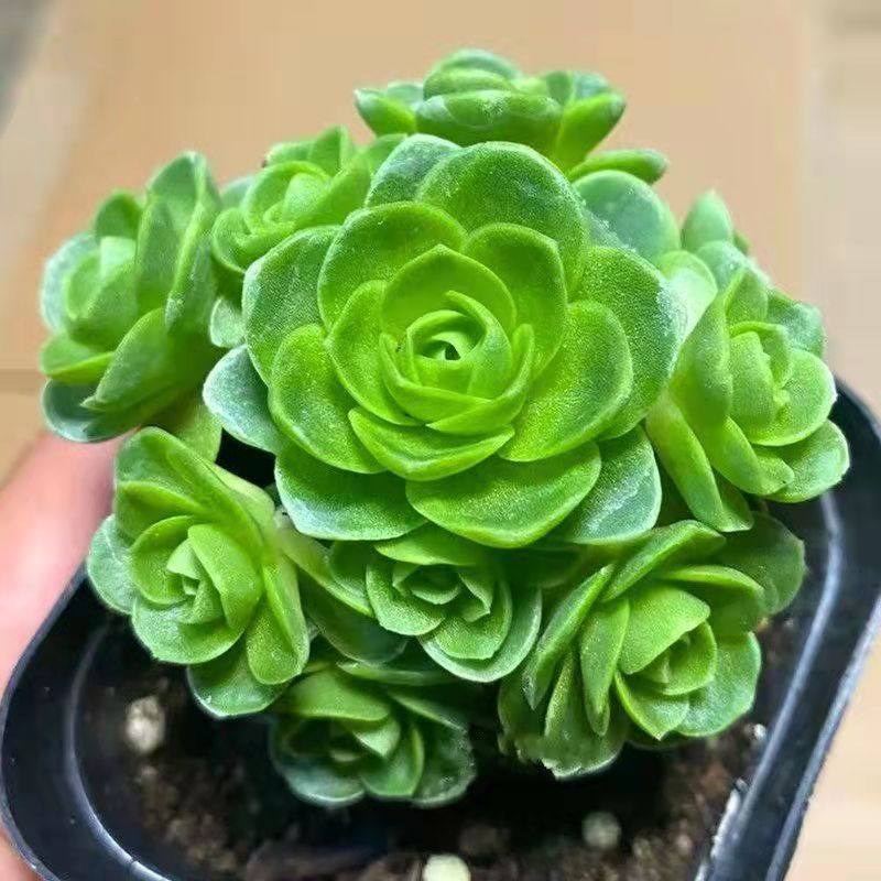 山地玫瑰多头群生多肉植物肉肉新手办公室创意花卉绿植花卉盆栽,淘宝优惠券,粉丝福利购,淘宝优惠卷