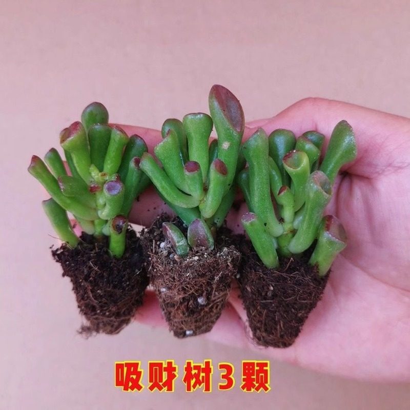 多肉植物 盆栽组合 吸财树 钱串 吹雪之松锦 新手套餐 室内好养活,淘宝优惠券,粉丝福利购,淘宝优惠卷