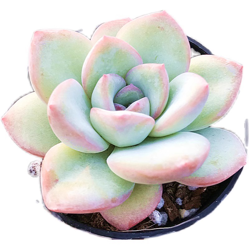 莓泡芙 轰动 多肉植物 肉肉植物 萌肉肉组合盆栽花卉 - 图3