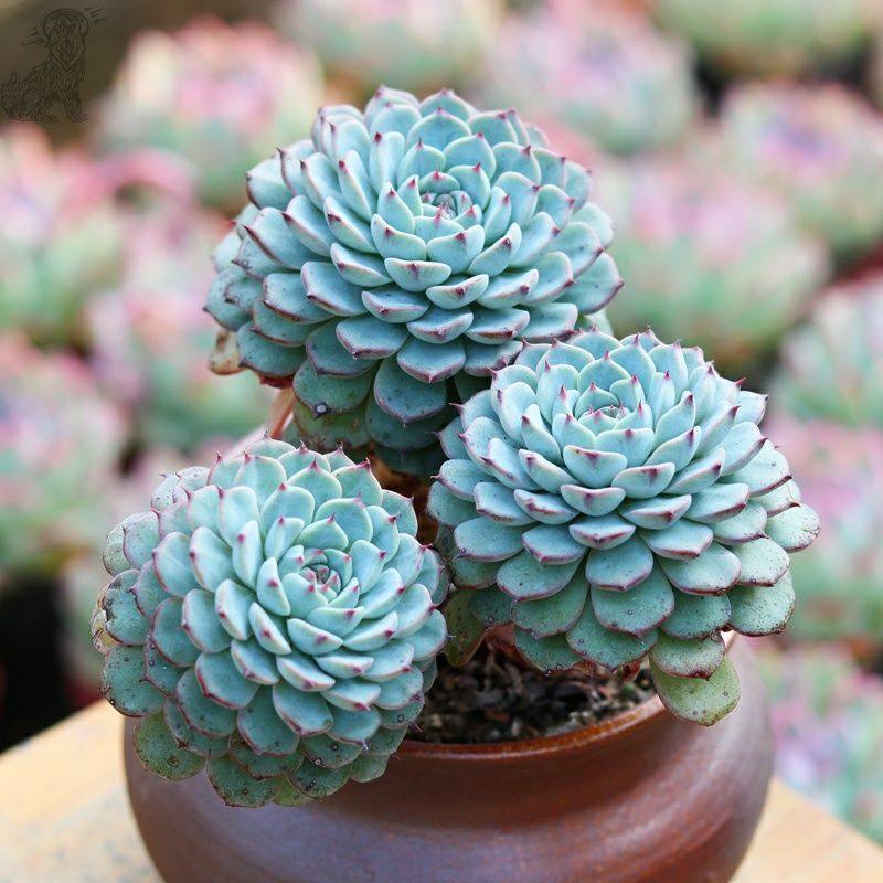 老桩蓝姬莲多头多肉植物蓝豆群生室内办公室桌面盆栽好养活花卉,淘宝优惠券,粉丝福利购,淘宝优惠卷