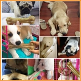 Педанская собака закуски давление кожи кость