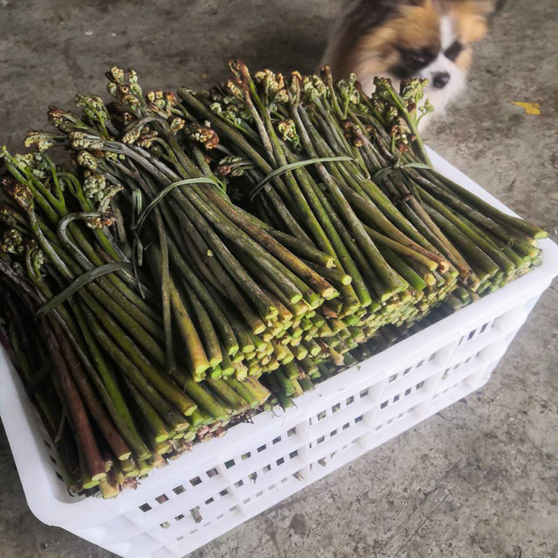 贵州特产当季蕨菜新鲜野生嫩甜撅菜龙爪菜农家蔬菜厥菜蕨苔凉拌菜 - 图2