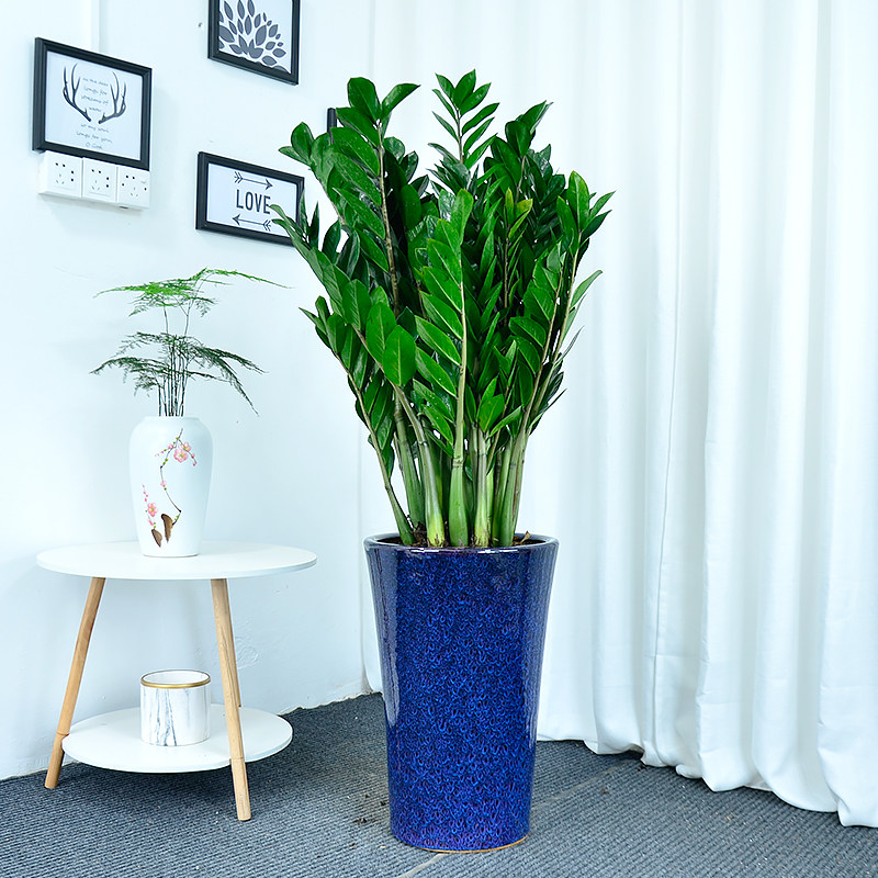 金钱树盆栽大植物室内客厅办公室钱串子招财吸甲醛大绿植开业乔迁,淘宝优惠券,粉丝福利购,淘宝优惠卷