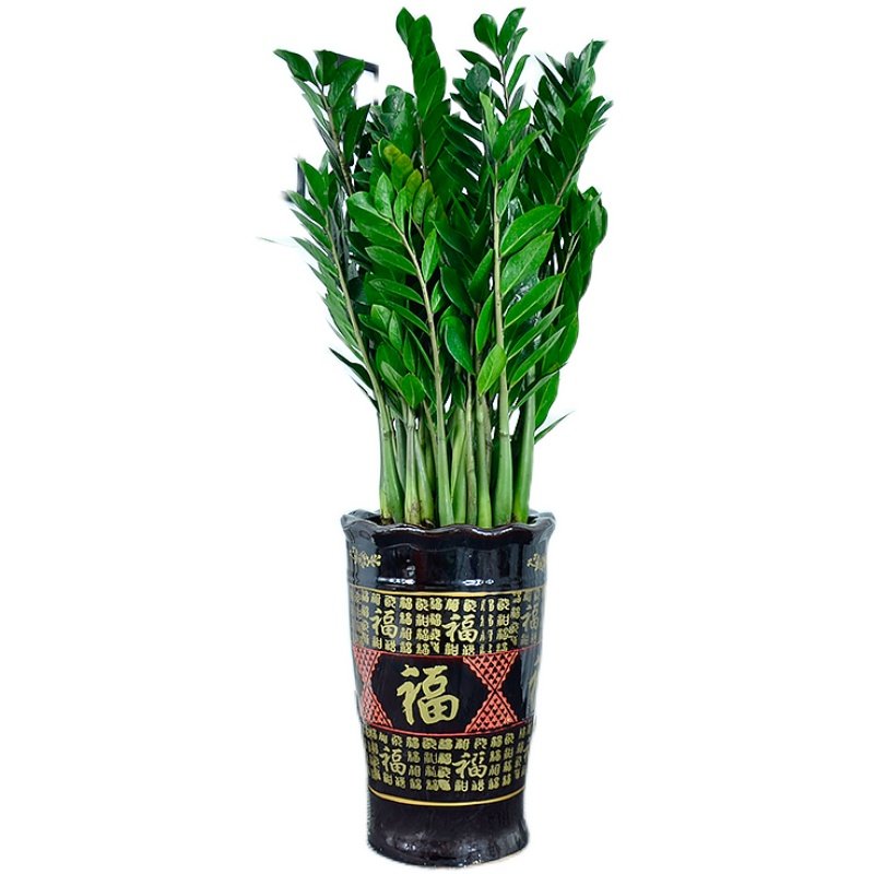 金钱树盆栽大植物室内客厅办公室钱串子招财吸甲醛大绿植开业乔迁,淘宝优惠券,粉丝福利购,淘宝优惠卷