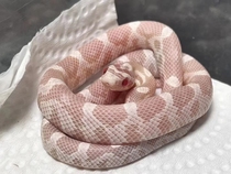 A simulation of a toy