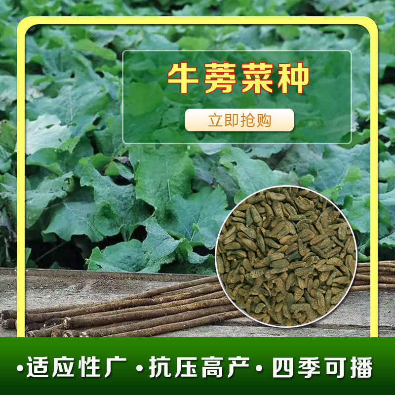激安卸販売新品 盛岡山東菜 漬け菜の種 小袋 約10ml 野菜の種