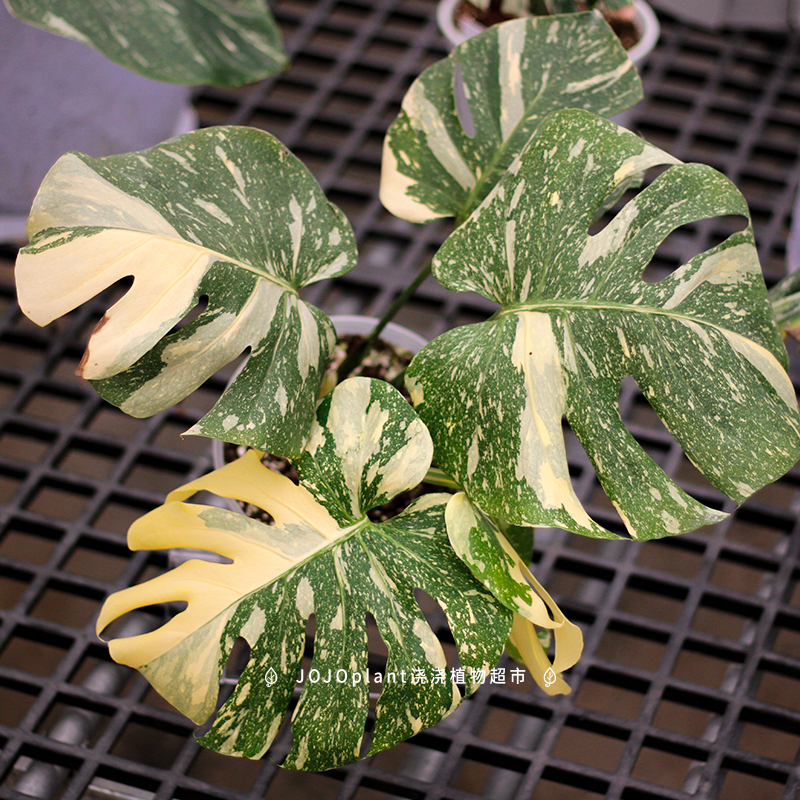 浇浇植物日本黄锦龟背竹荷兰洒金Monstera deliciosa原种进口热植 - 图0