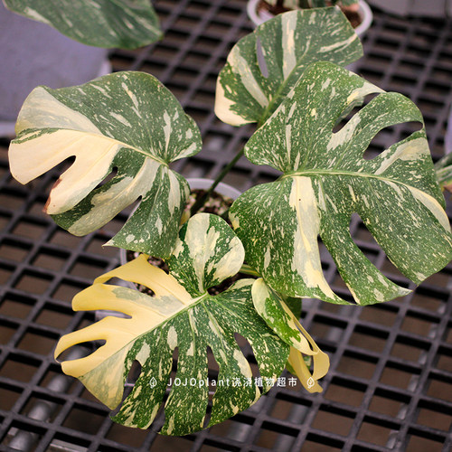 洒金龟背竹 新手好养室内净化空气美丽锦化热植盆栽 浇浇植物超市 - 图3