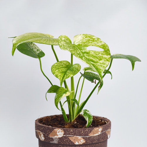 白怪兽龟背竹 色彩清新渐变网红锦化热植室内盆栽 浇浇植物超市 - 图1