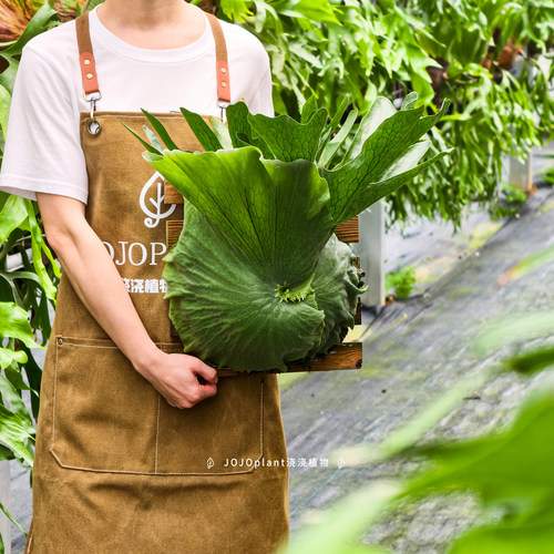 女王鹿角蕨 经典原生新手入门室内浇浇植物 - 图3