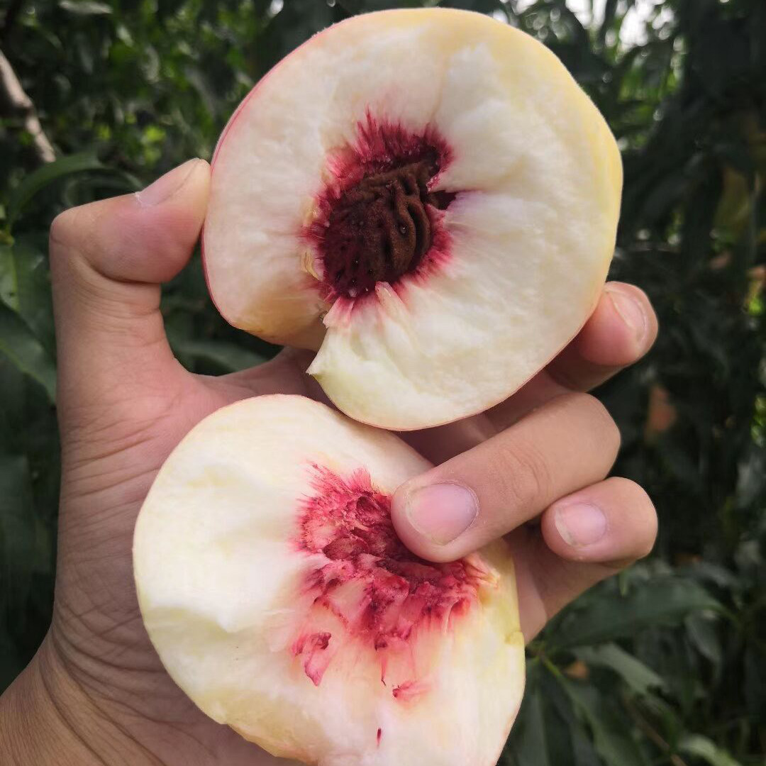 新品桃树苗秋彤桃树苗离核全红不套袋果大丰产甜美国品种保纯桃苗