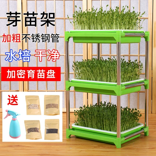 Карабкая из фасоли прорастает горшок гидропонный оборудование для растительного оборудования.