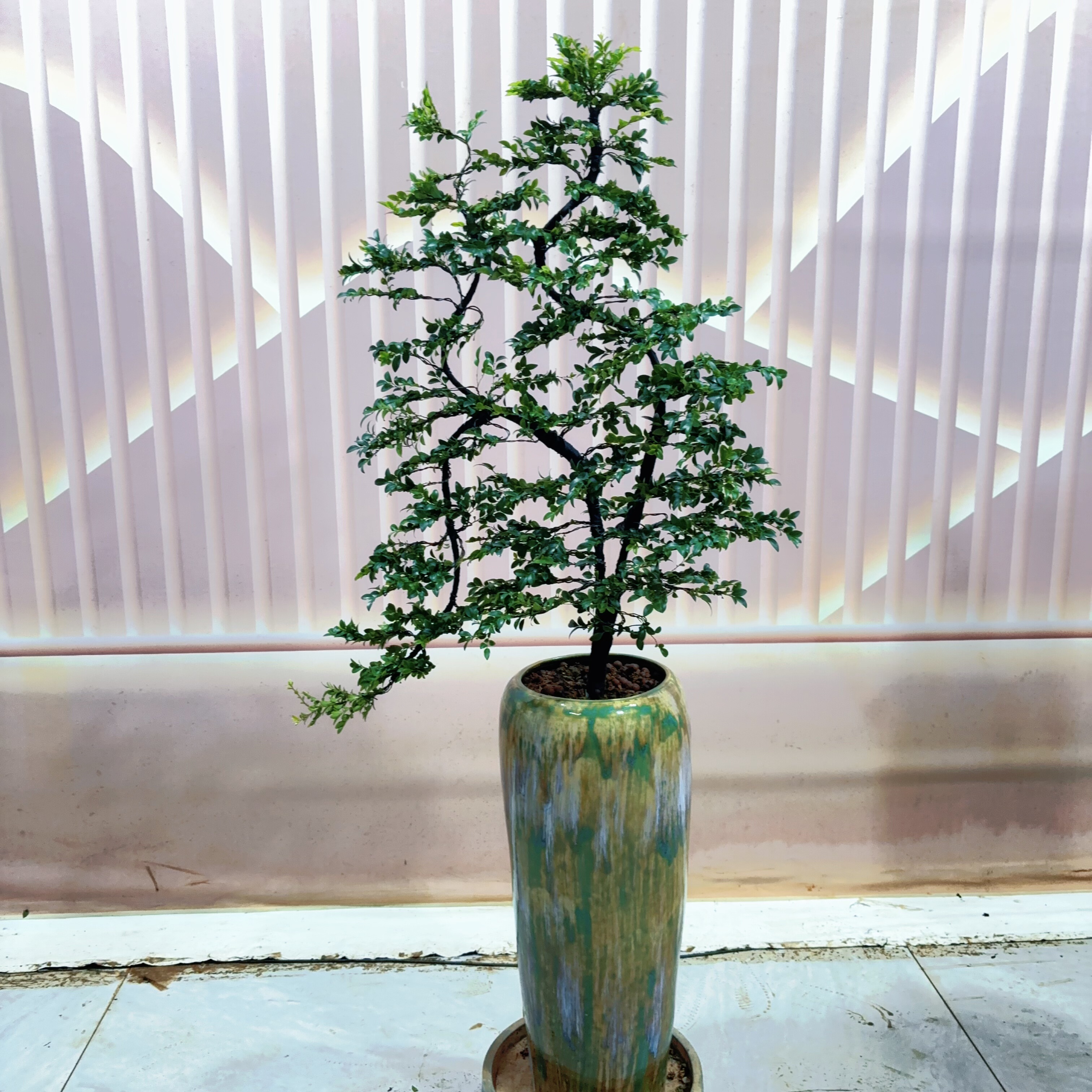 广东小叶紫檀老桩造型树室内客厅办公室桌面绿植盆栽四季常青 - 图0