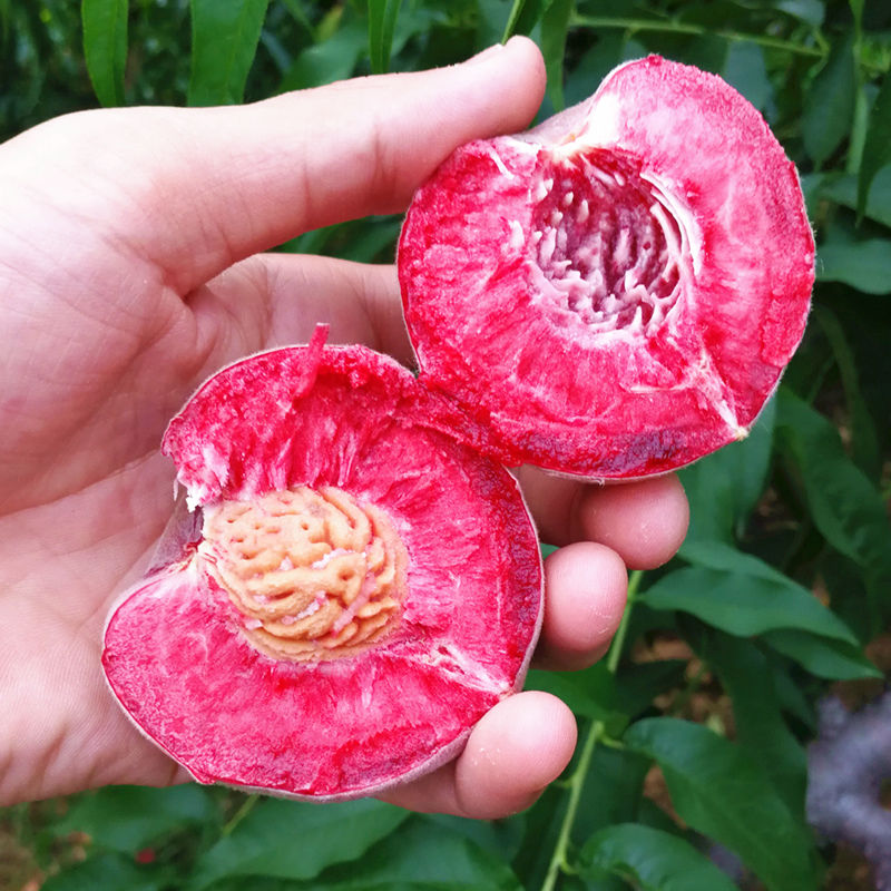 小球娃旗舰店新鲜助农血桃5斤应季红心水果当季顺丰整箱吃货湖北10水蜜桃桃子2