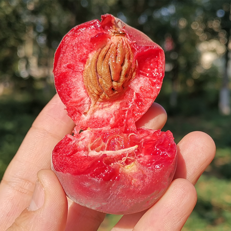 小球娃旗舰店新鲜助农血桃5斤应季红心水果当季顺丰整箱吃货湖北10水蜜桃桃子1