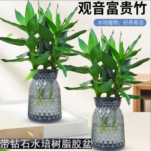 【买一送一】水培观音竹室内四季好养绿色桌面盆栽轻奢烟灰树脂盆 - 图0