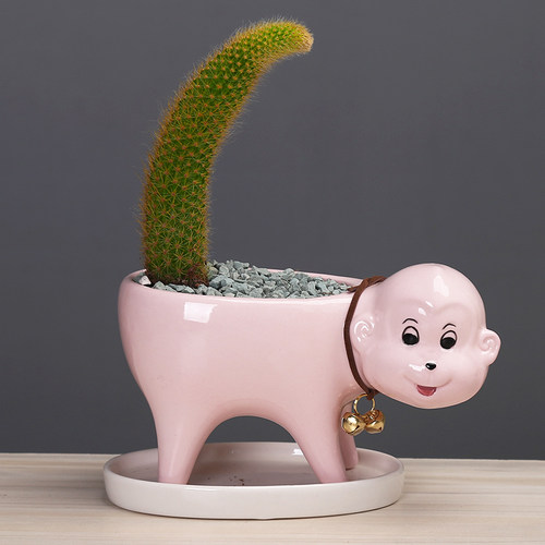 简约植物白色多肉花盆陶瓷创意个性可爱小号桌面仙人掌猫尾巴花器 - 图1