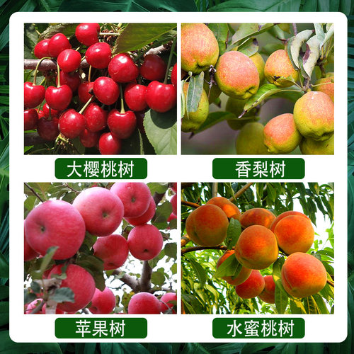 果树专用营养液水蜜桃大樱桃新型肥料苹果梨树移栽复壮吊针激活液 - 图1