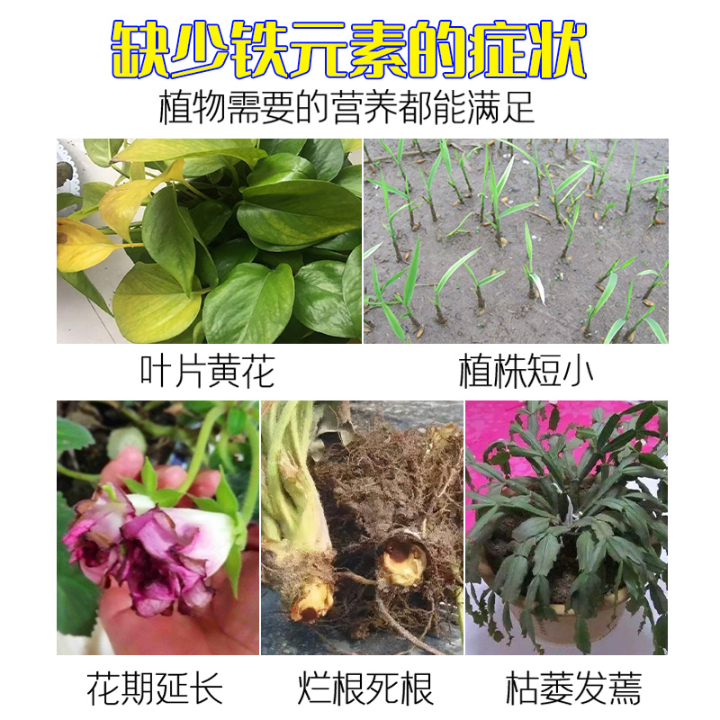 硫酸亚铁花肥料栀子花茶花杜鹃桂花防黄叶盆栽营养土壤调酸水溶肥 - 图1