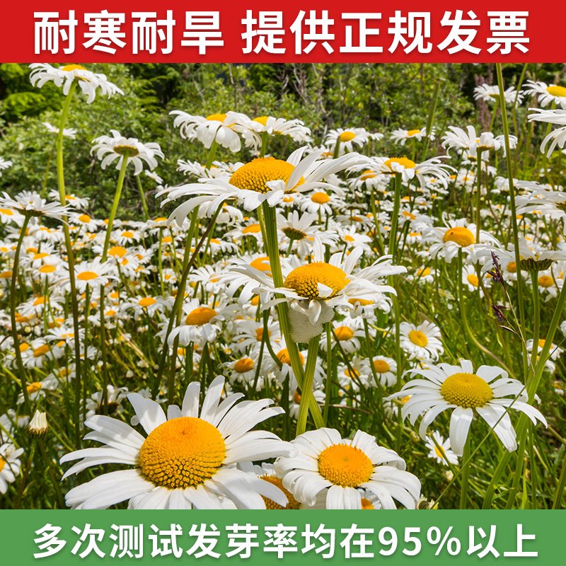 洋甘菊花种籽子大全四季播种开花格桑花籽阳台庭院花卉太阳花种孑-图0