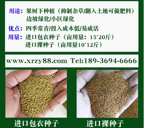 绿化草坪种子白三叶草种子红三叶草种子四季多年生车轴草种子草籽 - 图2
