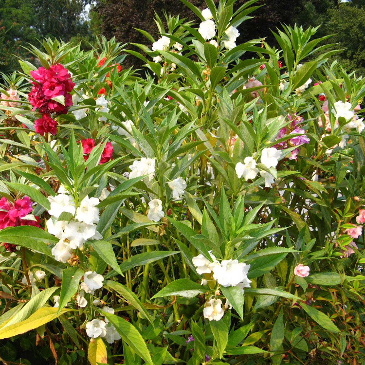 凤仙花种子 盆栽花草指甲花室内阳台植物花卉易活种子春播 - 图0