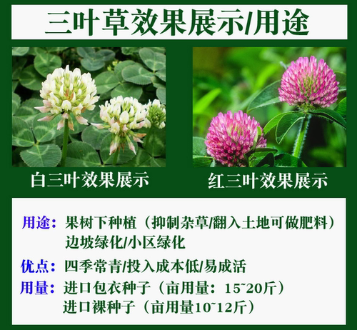绿化草坪种子白三叶草种子红三叶草种子四季多年生车轴草种子草籽 - 图3