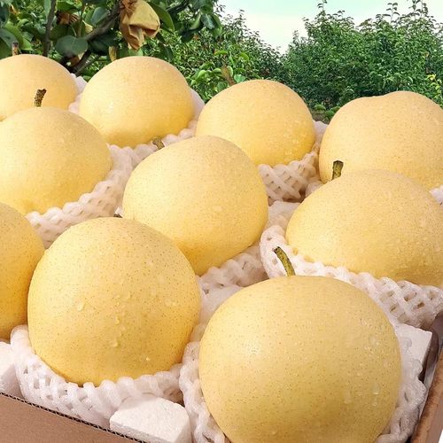 河北皇冠梨9斤非砀山梨子新鲜水果当季现摘水晶蜜梨雪梨整箱包邮 - 图2