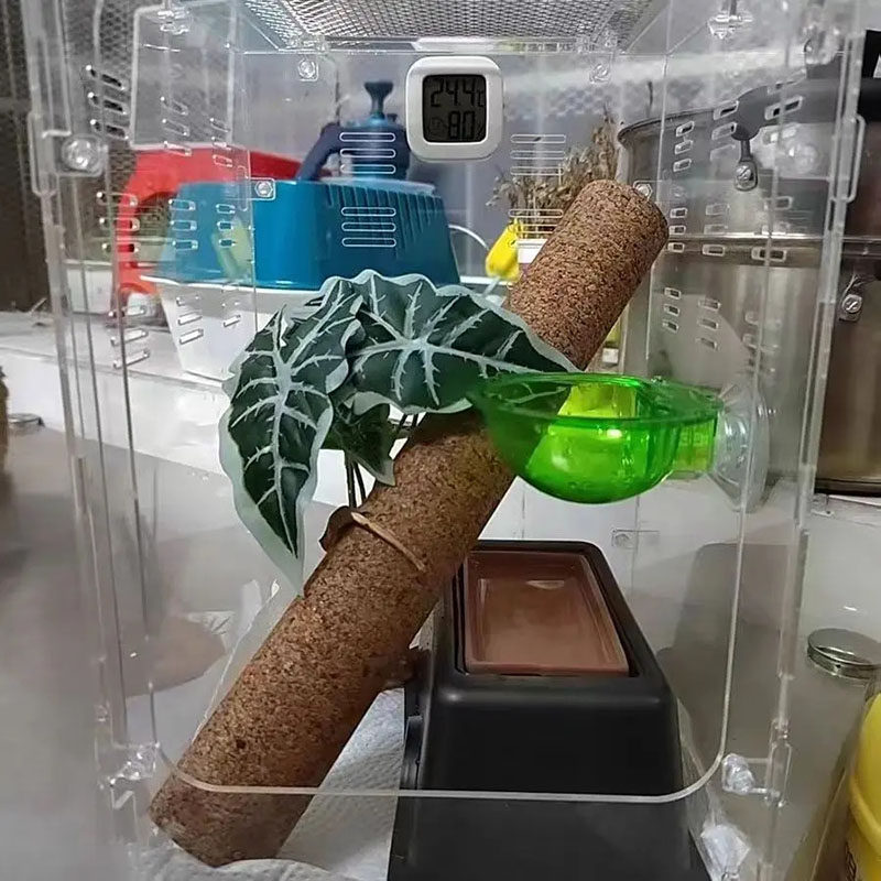 树栖爬宠攀爬棍软木棒爬虫睫角盖勾亚R属守宫树蛙造景藤木原生态,淘宝优惠券,粉丝福利购,淘宝优惠卷