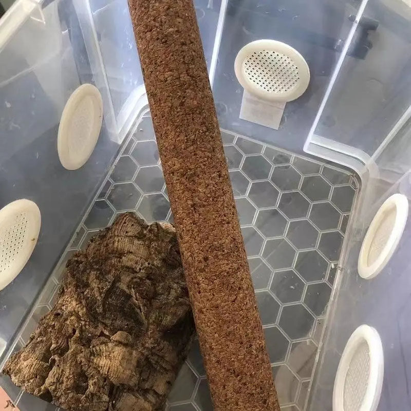 树栖爬宠攀爬棍软木棒爬虫睫角盖勾亚R属守宫树蛙造景藤木原生态,淘宝优惠券,粉丝福利购,淘宝优惠卷