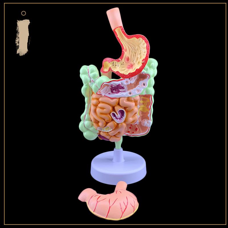 人体消化系统解剖模型大肠模型直肠十二指肠内脏肠胃解剖构造模型-图2