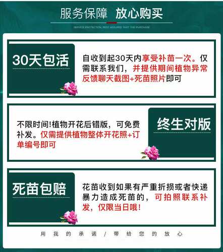 月季花苗特大花卉绿植物室内盆栽玫瑰果汁阳台蔷薇花爬藤四季开花 - 图1
