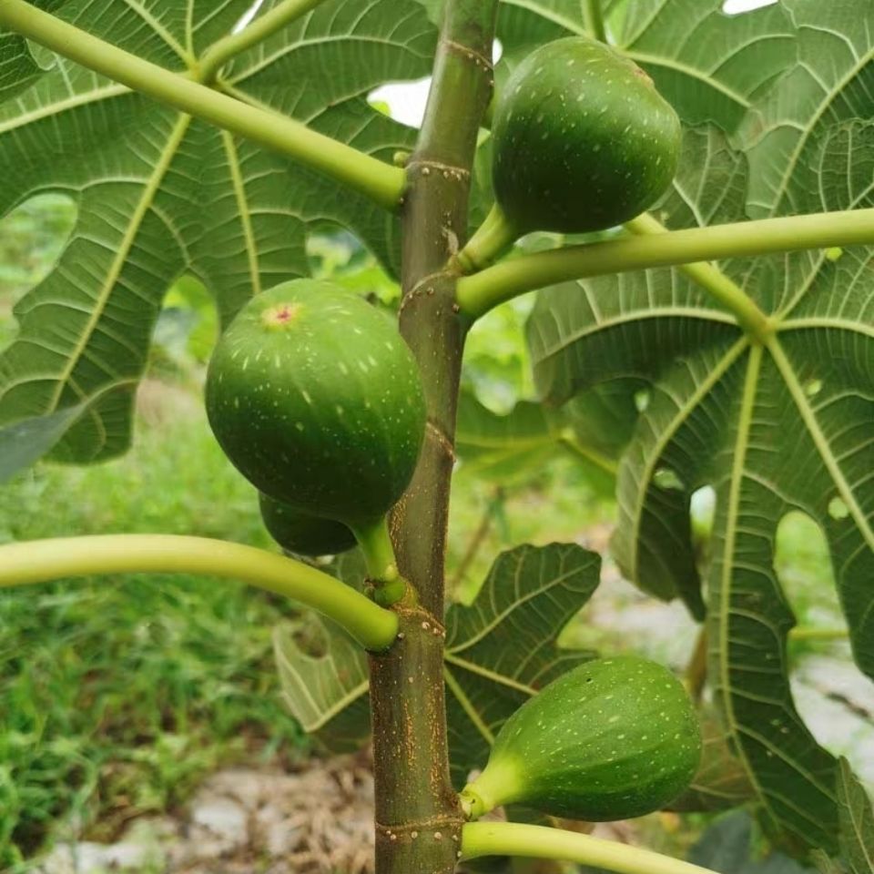 生无花果新鲜现摘不熟小青果无花果白汁树液原浆煲汤药用1斤包邮-图2