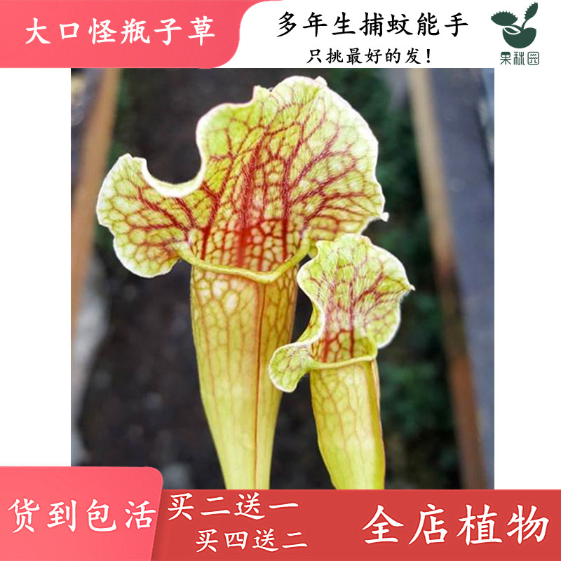 大口怪瓶子草【大型食虫植物鱼缸造景观布景食虫草吃虫绿植盆栽】,淘宝优惠券,粉丝福利购,淘宝优惠卷